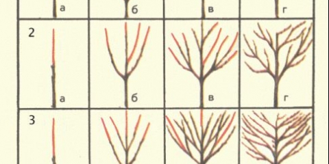 Kako orezati trešnje u proljeće i ljeto